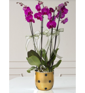 Puantiyeli vazoda 4 dal mor orkide